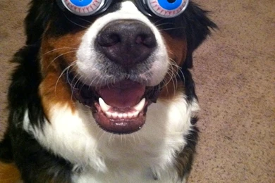 Cool Horse Wallpapers