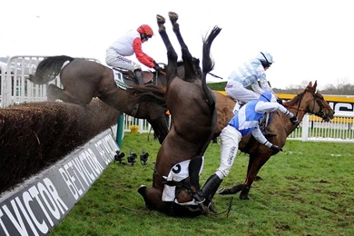 Horse Wallpapers Hd Images   Fullwidehd.com