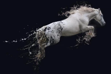 HORSE WALLPAPER   (