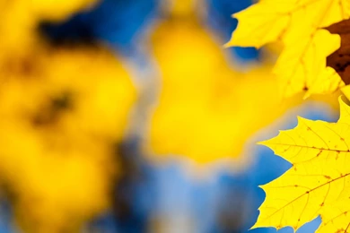 1536x2048 Yellow Leafs Ipad 4 Wallpapers