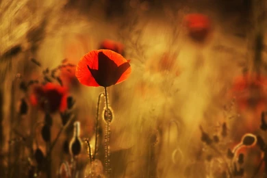 Poppies Red Flowers Field Close up Blurred Wallpapers