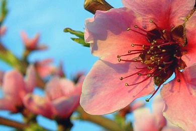 1536x2048 Spring Blossom Ipad 4 Wallpapers