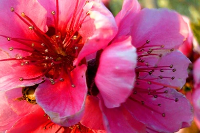 1536x2048 Spring Blossom Ipad 3 Wallpapers