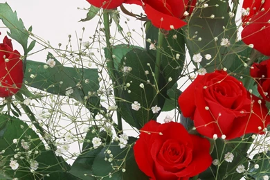 1536x2048 Your Roses Ipad 4 Wallpapers