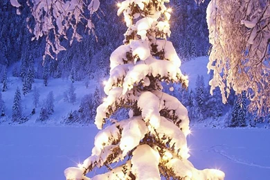 Download Natural Christmas Tree In Snow Wallpapers For iPhone 4