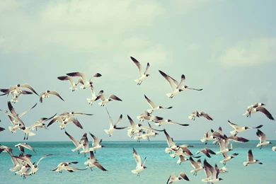 Wallpapers Birds   Wallpapers Cave