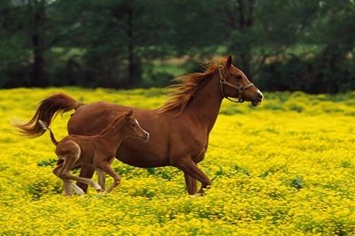 Farm Animals Wallpapers   Wallpapers Cave