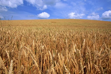 Beautiful Farmland Scene Wallpapers 1280x1024 NO.36 Desktop ...