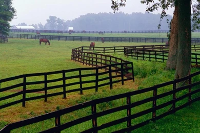 Desktop Wallpapers » Animals Backgrounds » Horse Farm, Goshen ...
