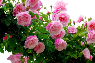 Pink Backgrounds Desktop Wallpapers