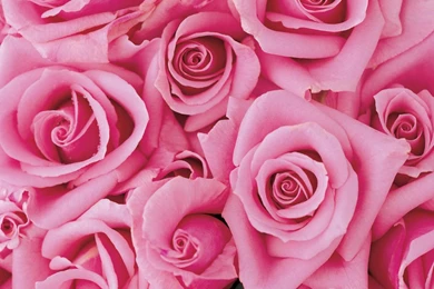 Beautiful Pink Roses Pictures   Pink Wallpapers Designs