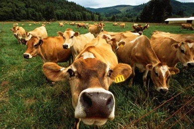 Alienware Desktop Backgrounds   Alienware Fx Themes