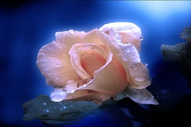 Pink Rose Desktop Wallpapers 135561