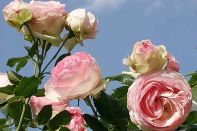 Desktop Wallpapers » Flowers Backgrounds » Light Pink Roses » Www ...