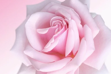 Wallpapers: Pink Rose Wallpapers