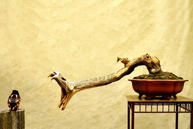 Free Bizarre Snake Tree Computer Desktop Wallpapers