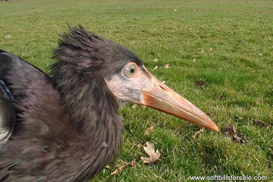 White bellied stork.jpg