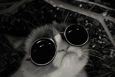 Cool Cat Tumblr