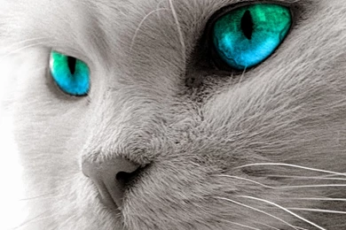 Aaliyah Nikolic   Google+