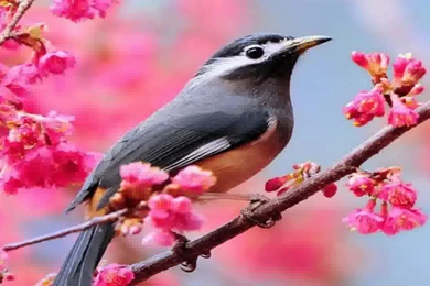 Beautiful Birds Wallpapers   YouTube