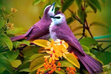 Download Birds Res As Wallpapers 1024x768