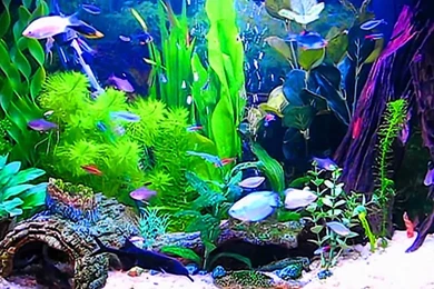 HD Aquarium Wallpapers   Bing Images