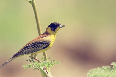 Birds pics wallpaper.jpg