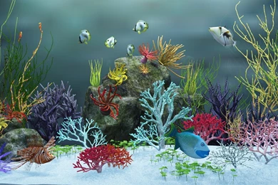 1366x768 Aquarium View Ver.2 Desktop PC And Mac Wallpapers