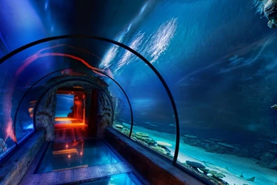 Aquarium Wallpapers   Artistic Wallpapers