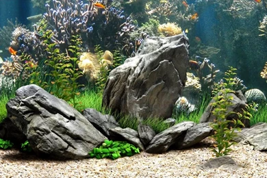 Cool Aquarium Background Images: Animal By Free Download Best HD ...