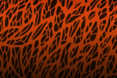 Animal Print Wallpapers   Digital Art Wallpapers