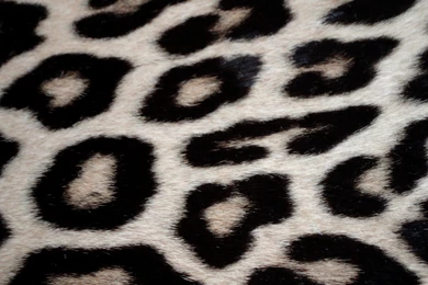 Black And White Animal Print (id: 164453) – BUZZERG