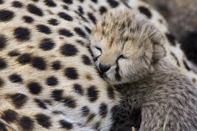 6890251 cute baby cheetah wallpapers   Wallpapers HD   Wallpapers HD ...