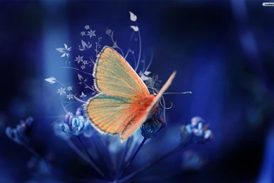 YouWall   Orange Butterfly Wallpapers   Wallpaper,wallpapers,free ...