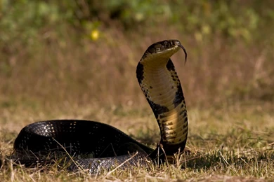 Black Cobra Snake Hd Images