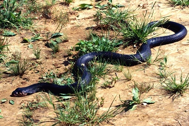 Black cobra.jpeg