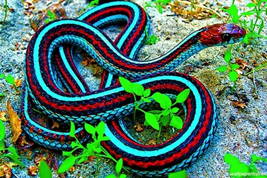 Desktop King Cobra Images Snake Wallpapers