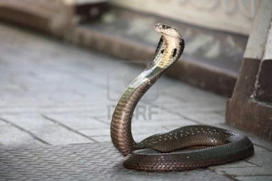 King Cobra Snake Striking