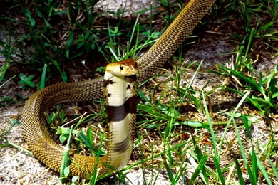 Cobra Snake HD Wallpapers