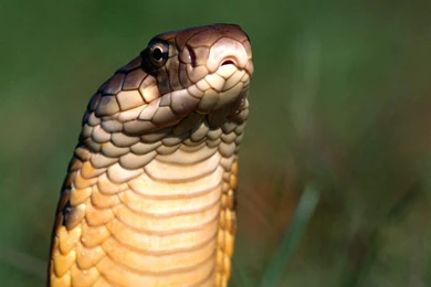 Free Wallpapers King Cobra