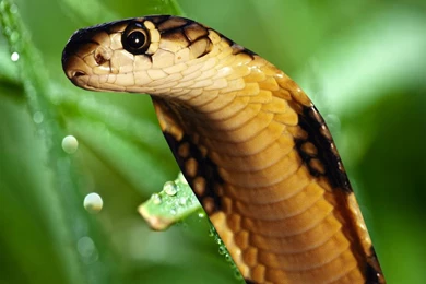 King Cobra Wallpapers Download:Best Wallpapers HD