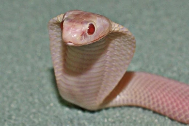 Cobra Snake Wallpapers