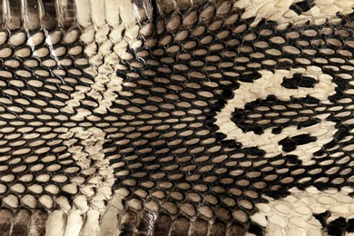 Download The Cobra Snake Skin Wallpaper, Cobra Snake Skin iPhone ...