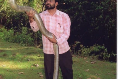 Cobra Snake Wallpapers   Diffraction Photos