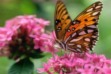 FreeVector Butterfly Wallpaper1 Vector.jpg