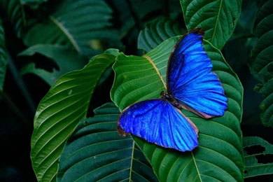 Free Butterfly Wallpapers   Wallpapers Cave