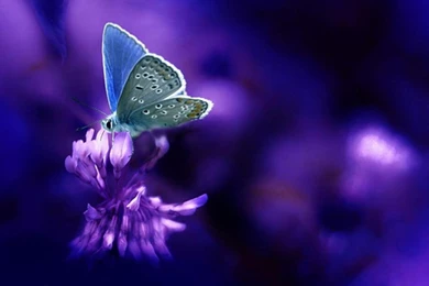 Purple Butterfly Wallpapers   All Wallpapers New