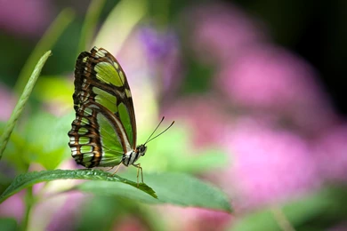 High Definition Butterfly Wallpapers For Free Download