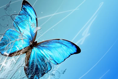 Butterfly Hd Wallpapers Free Download   Wallpapers