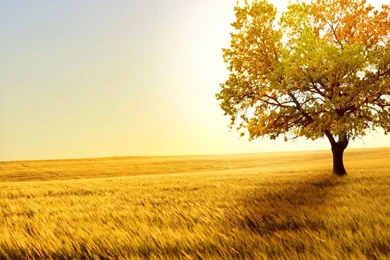 Download Wallpapers 2048x1152 Grass, Tree, Sky, Light, Summer HD HD ...